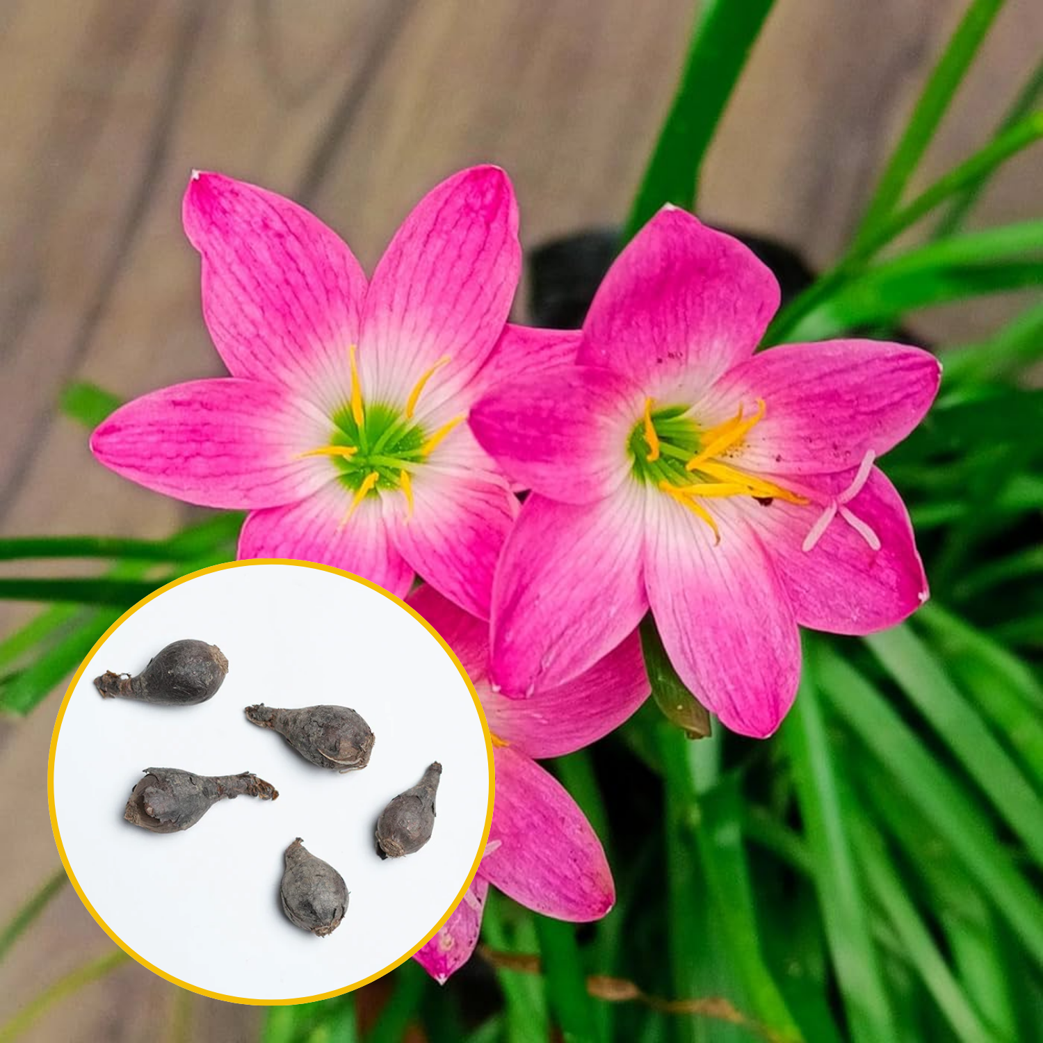 Green Paradise® Pink Rainlily (Zephyranthes candida) Bulbs (set of 5 Bulbs)