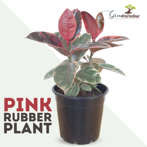 Pink Rubber Plant – GreenParadiseLive