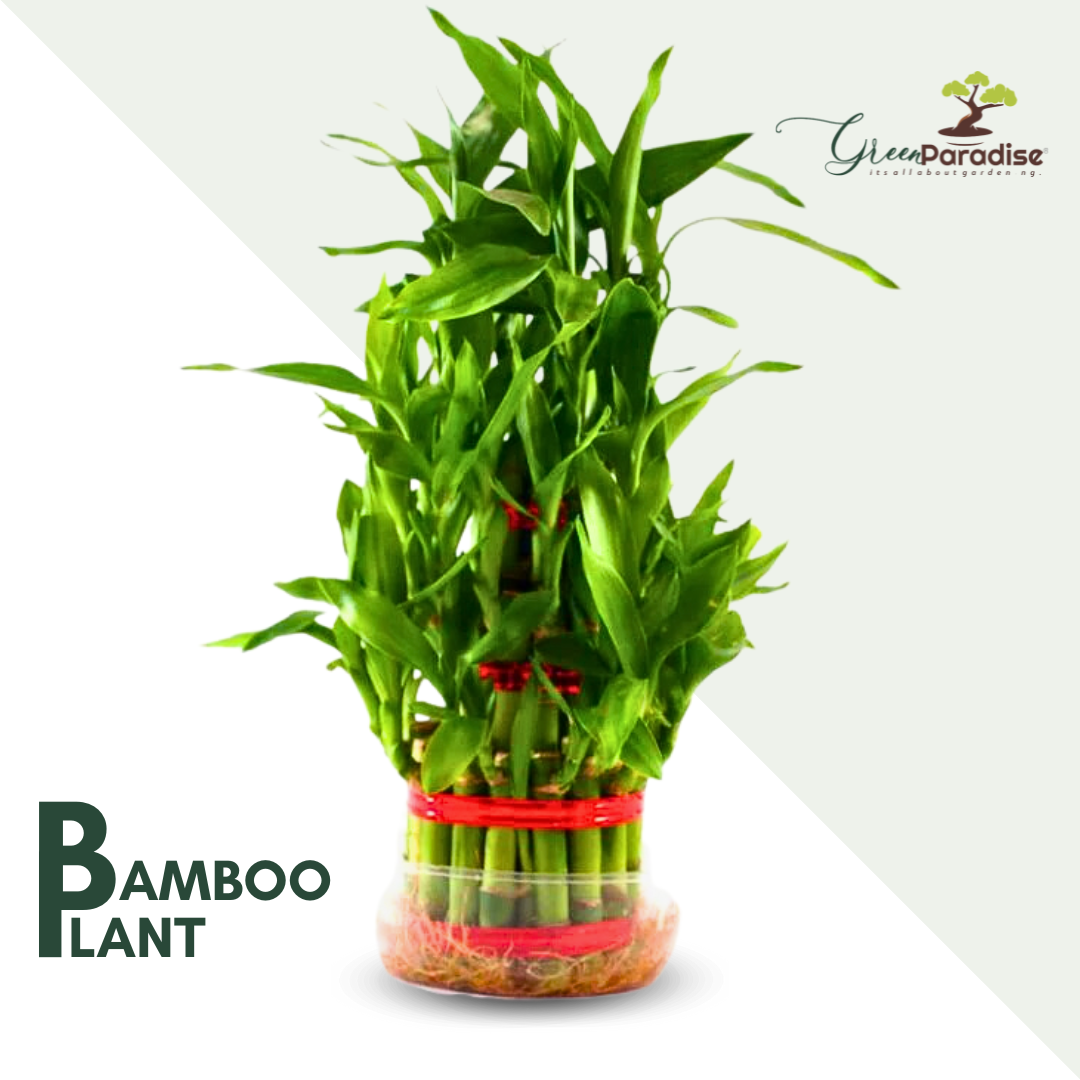Green Paradise Fengsui Bamboo 2 Layers Bamboo Plant Without Pot