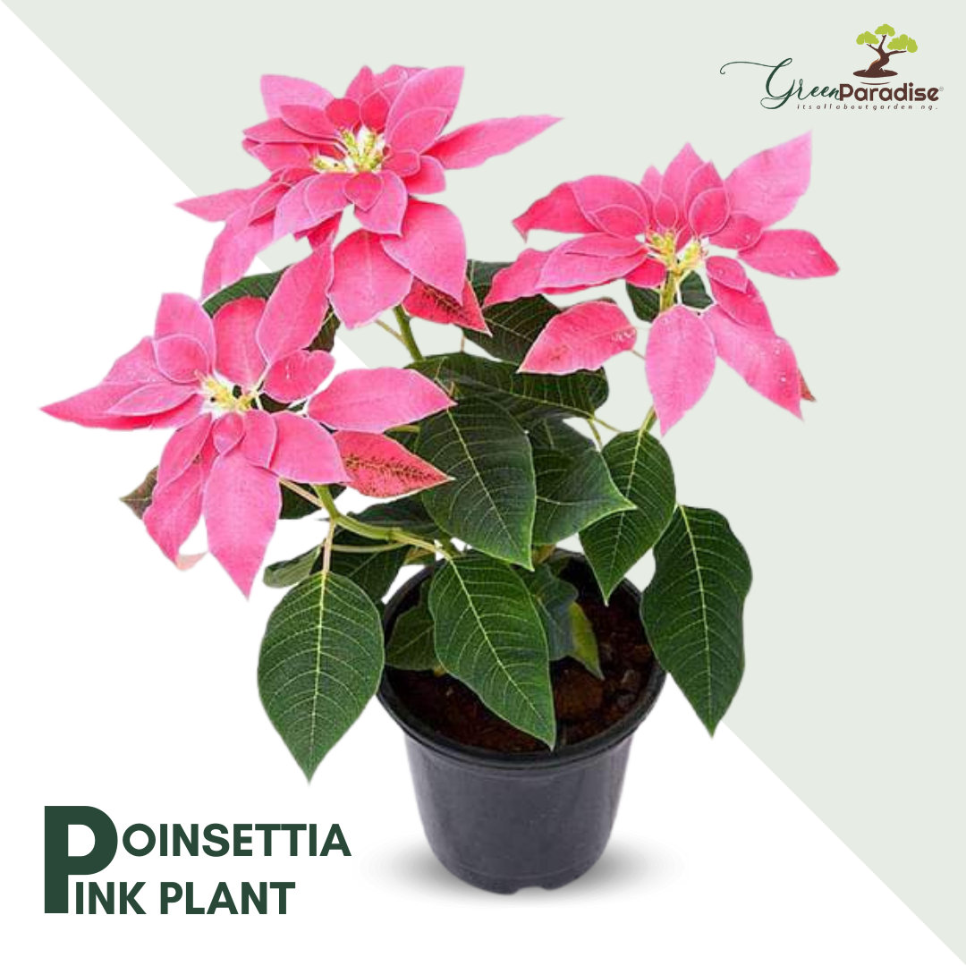 poinsettia plant with pot pink color