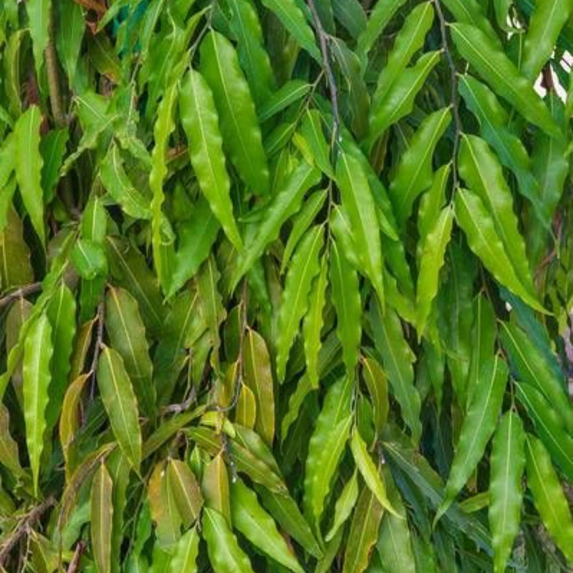 Ashoka Polyalthia Longifolia Plant