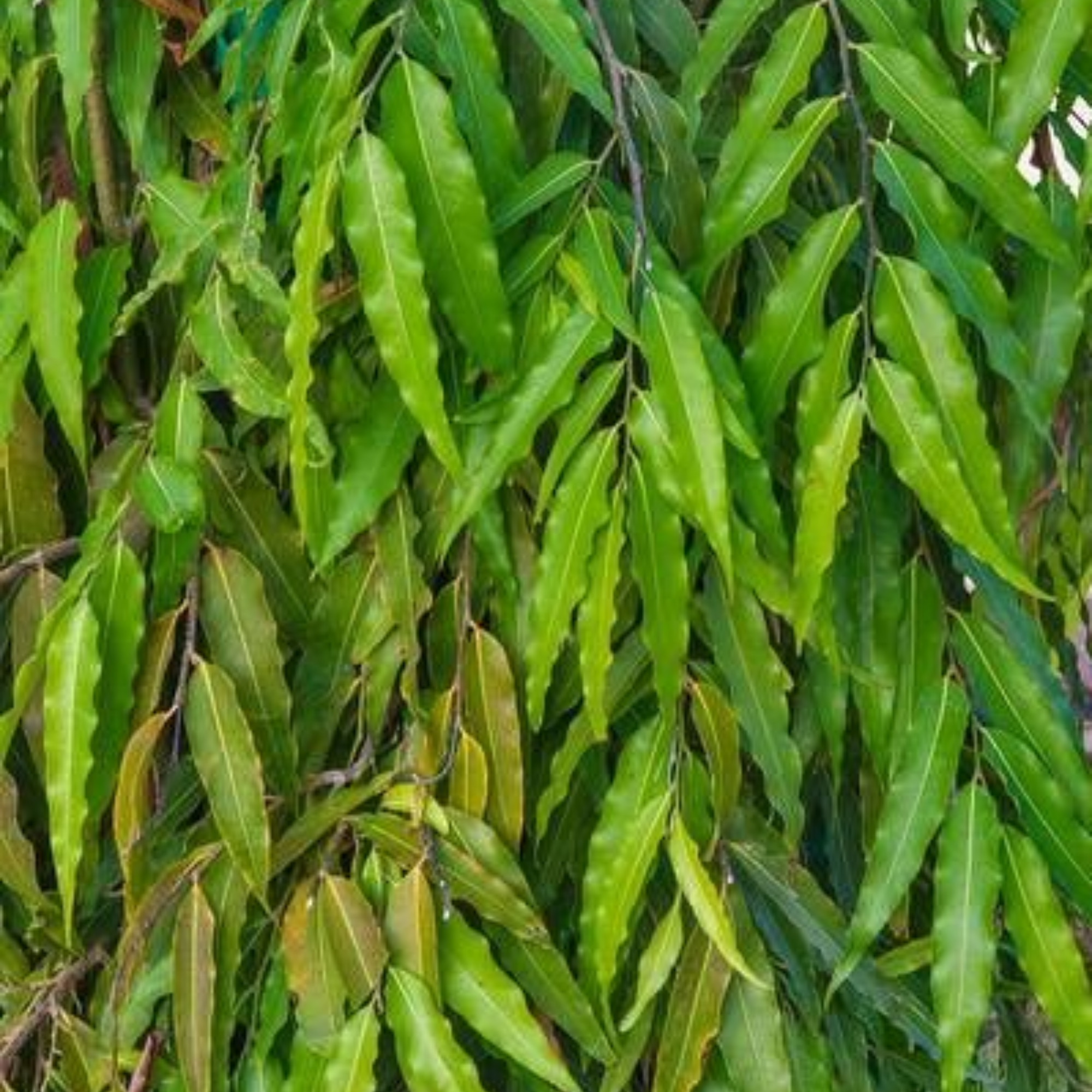 Ashoka Polyalthia Longifolia Plant