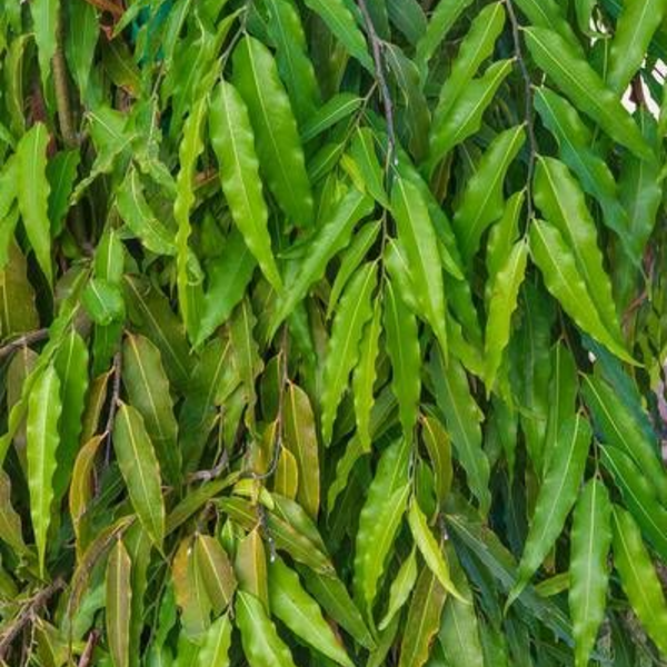 Ashoka Polyalthia Longifolia Plant