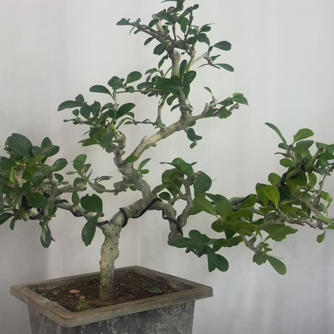 Green paradise Carmona bonsai tree