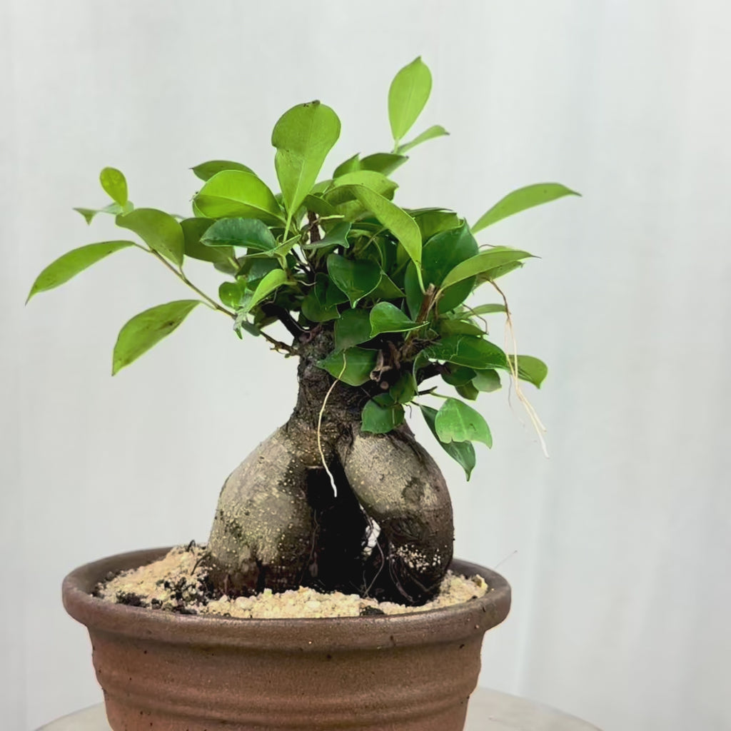 Green Paradise Ficus Ginseng Tree with ceramic planter code  021