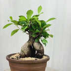 Green Paradise Ficus Ginseng Tree with ceramic planter code  021