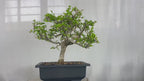 carmona microphylla Fukien tea Mature and old  bonsai tree 8 years  plastic training pot