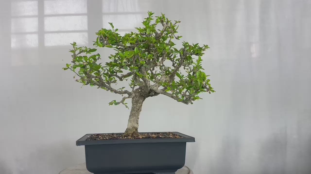 carmona microphylla Fukien tea Mature and old  bonsai tree 8 years  plastic training pot