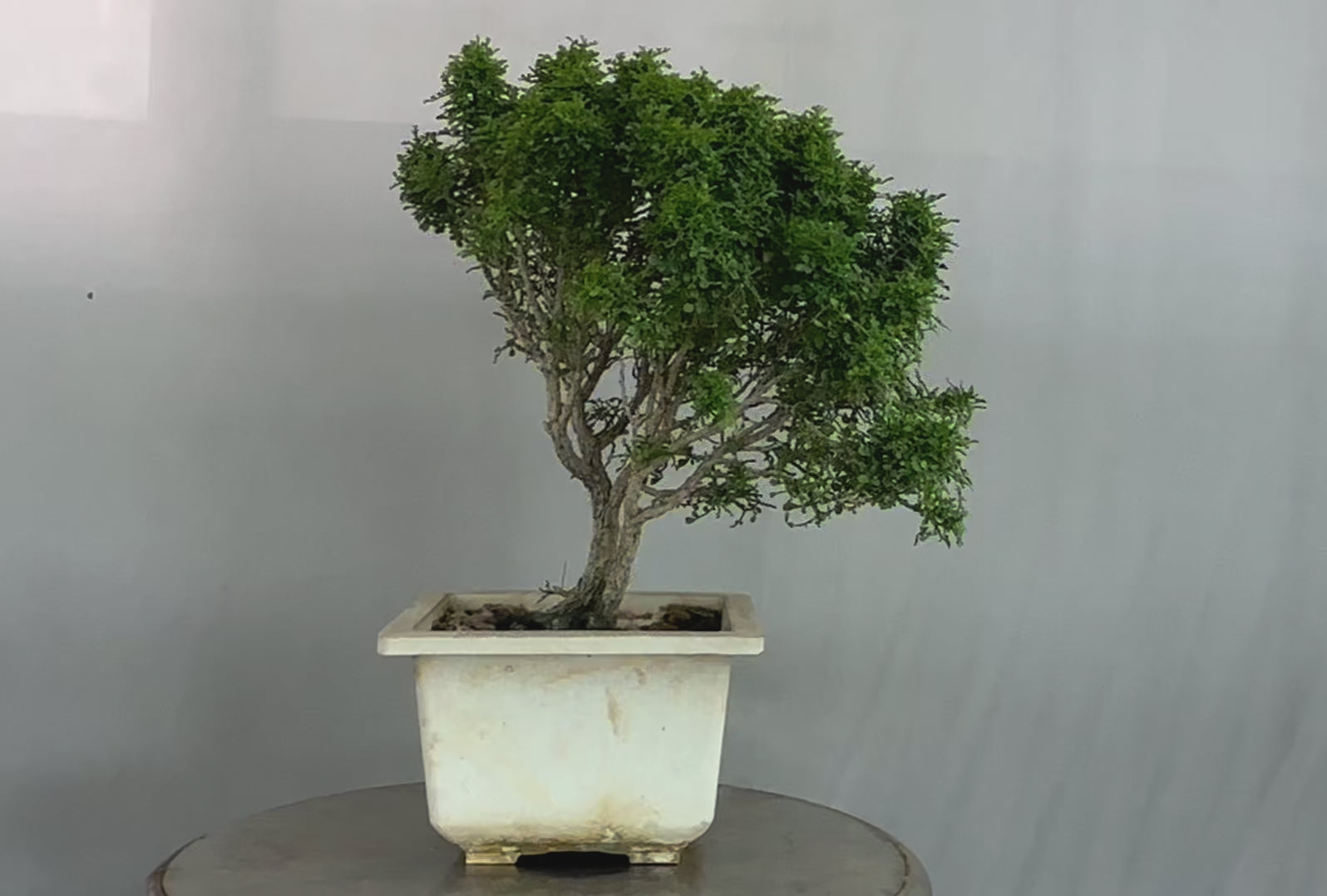 Muraya compacta bonsai tree 001 (Get the same tree shown in image)