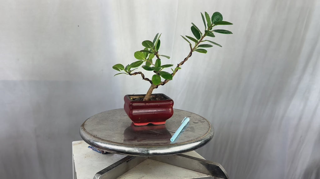 Green Paradise Ficus Long Island Bonsai Starter Tree