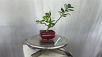 Green Paradise Ficus Long Island Bonsai Starter Tree