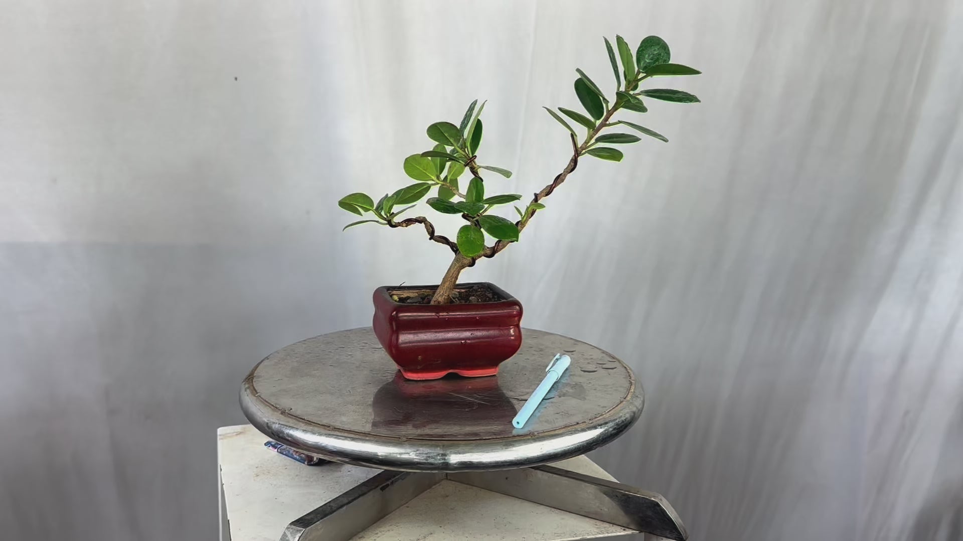 Green Paradise Ficus Long Island Bonsai Starter Tree