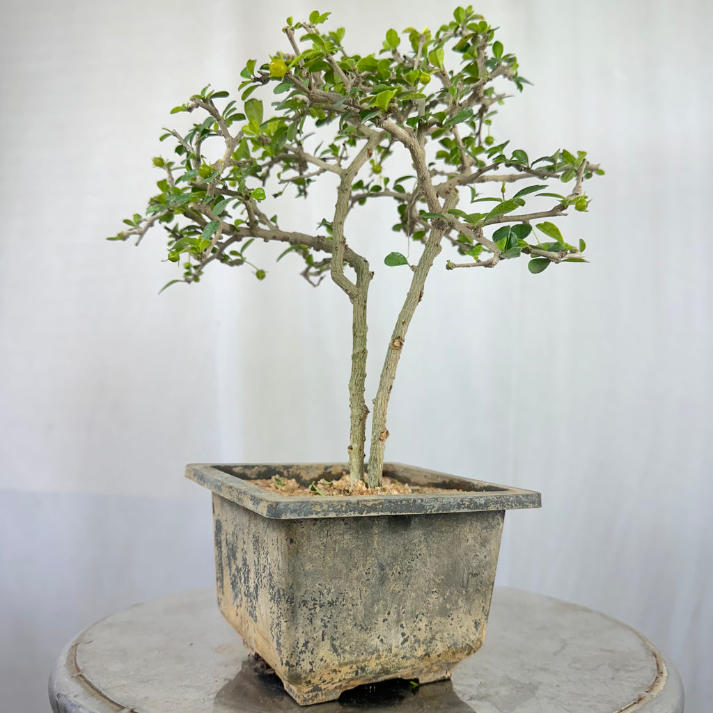 Green Paradise Mini Carmona Twin Trunk Groom Style Bonsai (get the same tree shown in image)