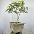 Green Paradise Mini Carmona Twin Trunk Groom Style Bonsai (get the same tree shown in image)