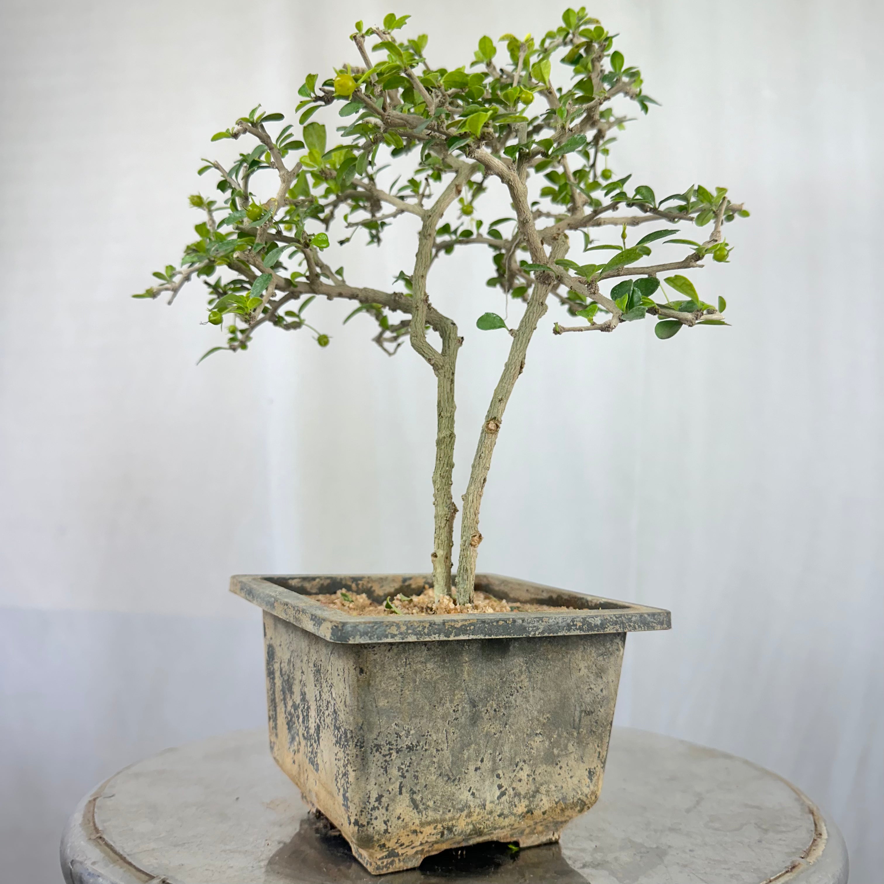 Green Paradise Mini Carmona Twin Trunk Groom Style Bonsai (get the same tree shown in image)