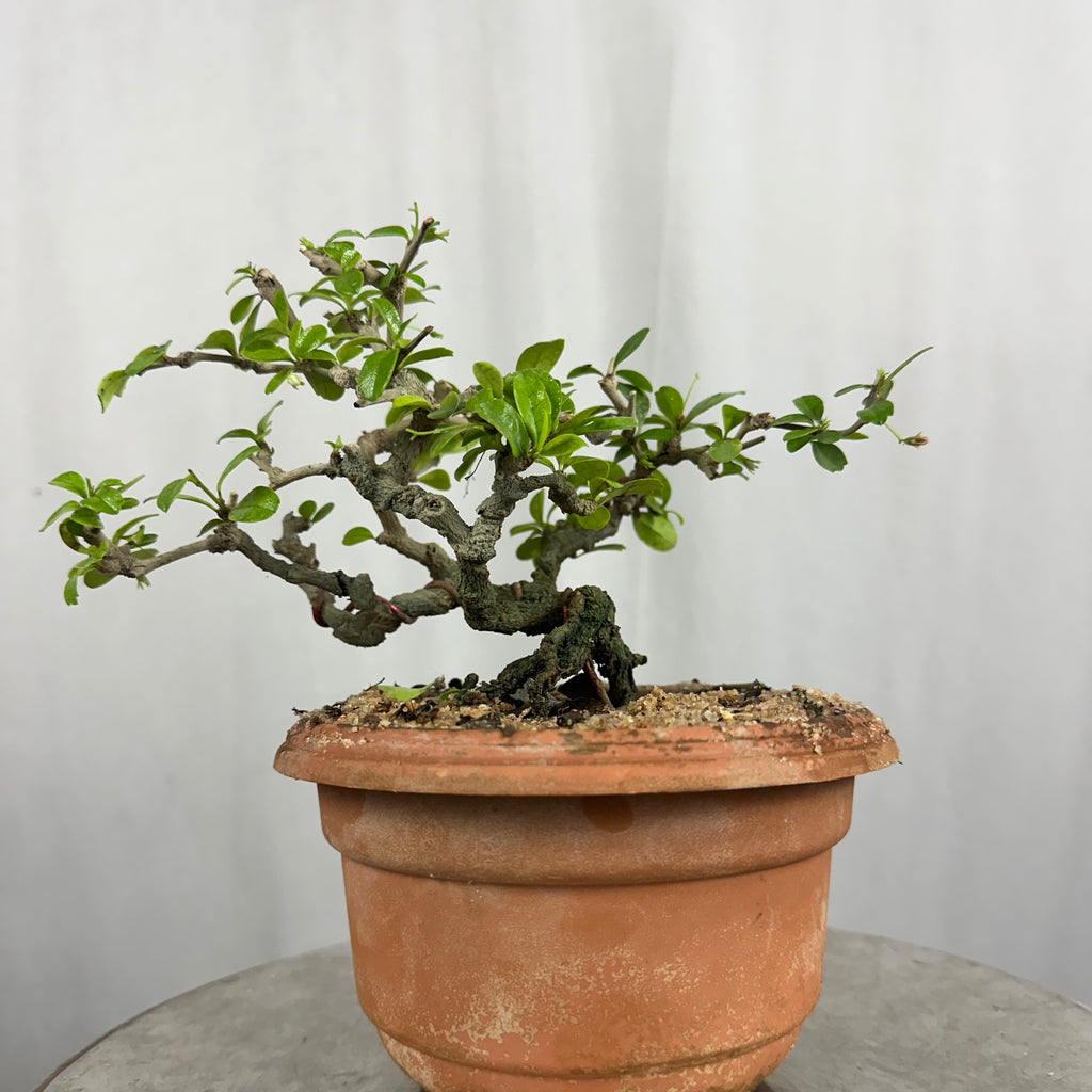 Carmona Mame Bonsai In Training Pot (Get the same tree shown in image )