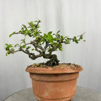 Carmona Mame Bonsai In Training Pot (Get the same tree shown in image )