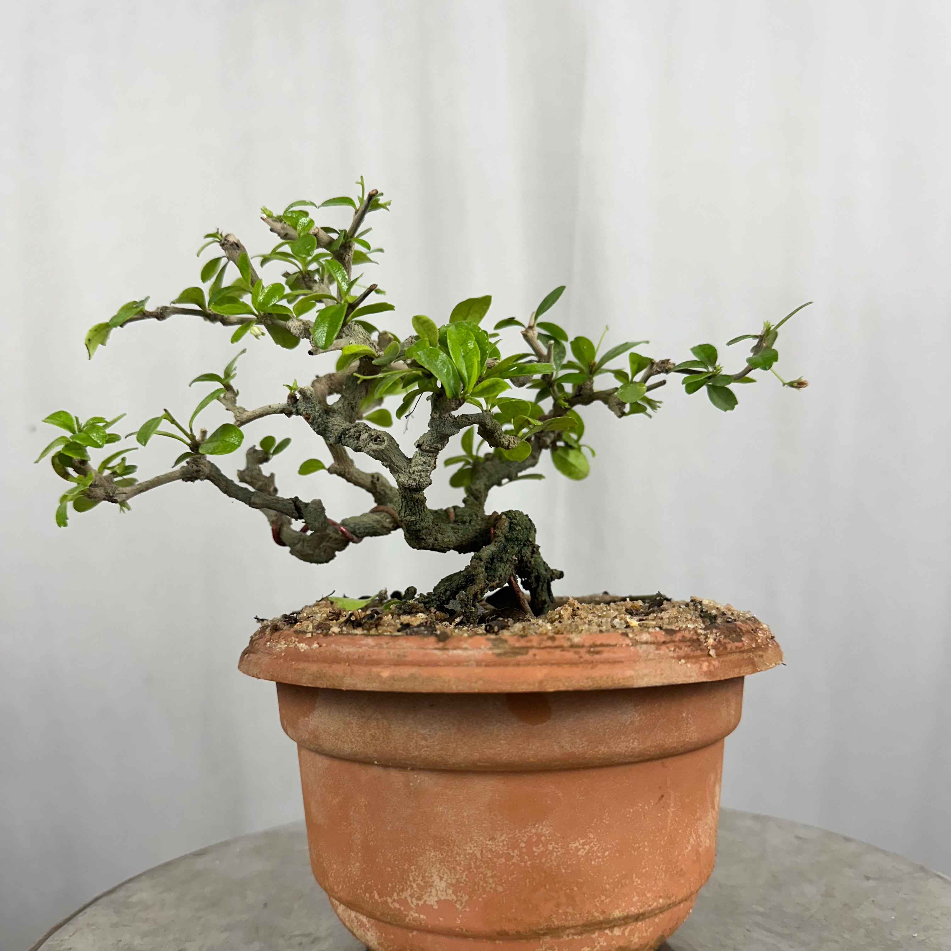 Carmona Mame Bonsai In Training Pot (Get the same tree shown in image )