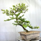 Green Paradise Mini Blue Braya Bonsai Tree 001 (Get The same tree shown in the image )
