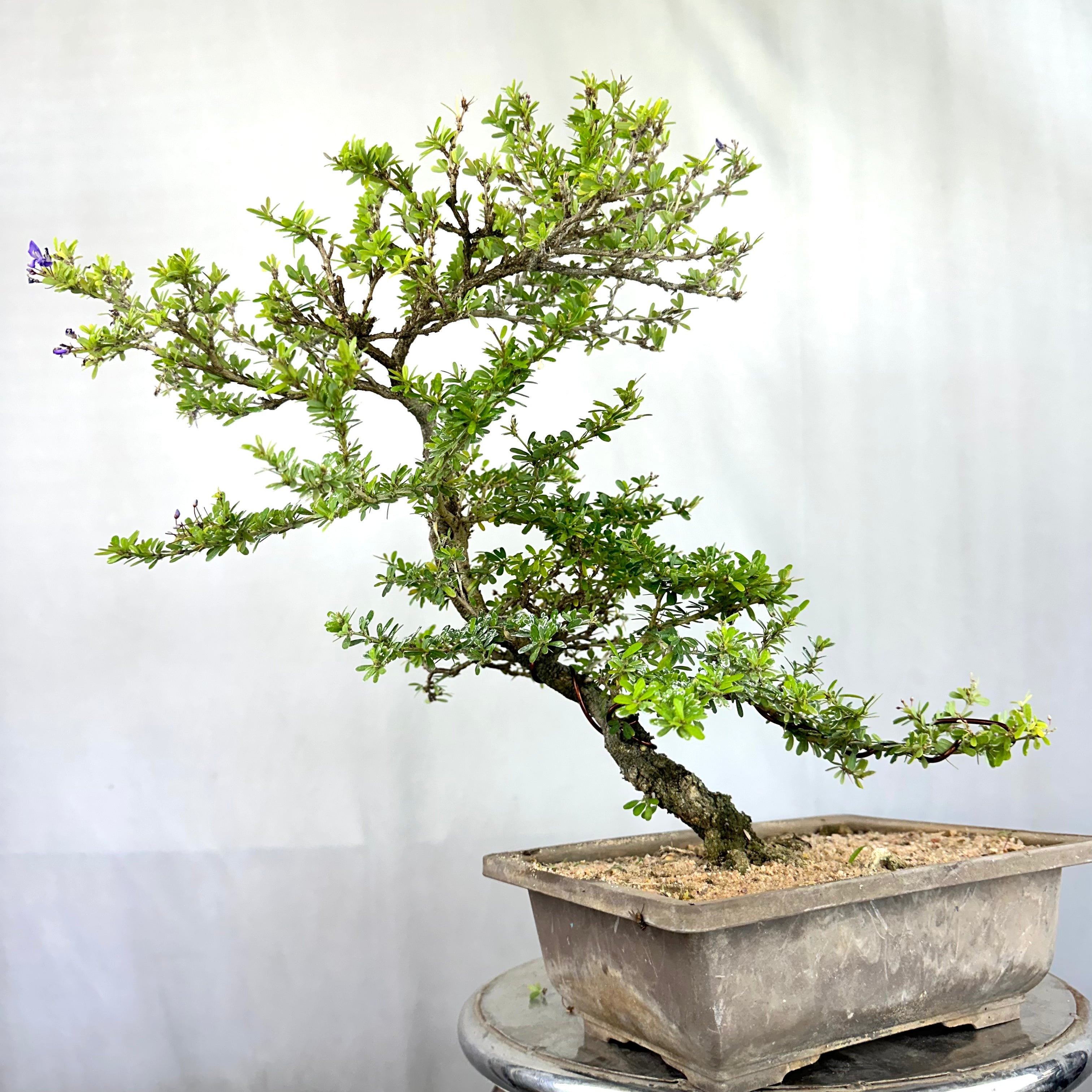 Green Paradise Mini Blue Braya Bonsai Tree 001 (Get The same tree shown in the image )