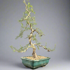 Operculicarya
 mame bonsai tree