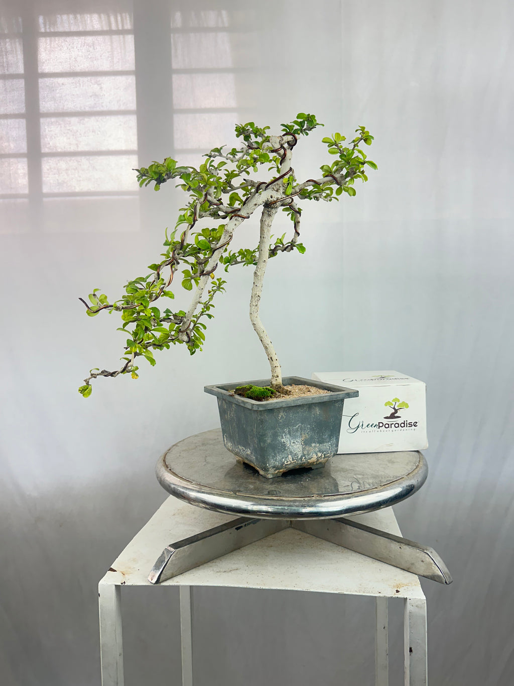 Carmona Bonsai Tree Fukein Tea Bonsai 002 (get the same tree shown in image)