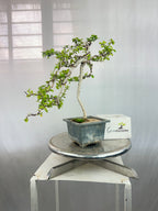 Carmona Bonsai Tree Fukein Tea Bonsai 002 (get the same tree shown in image)