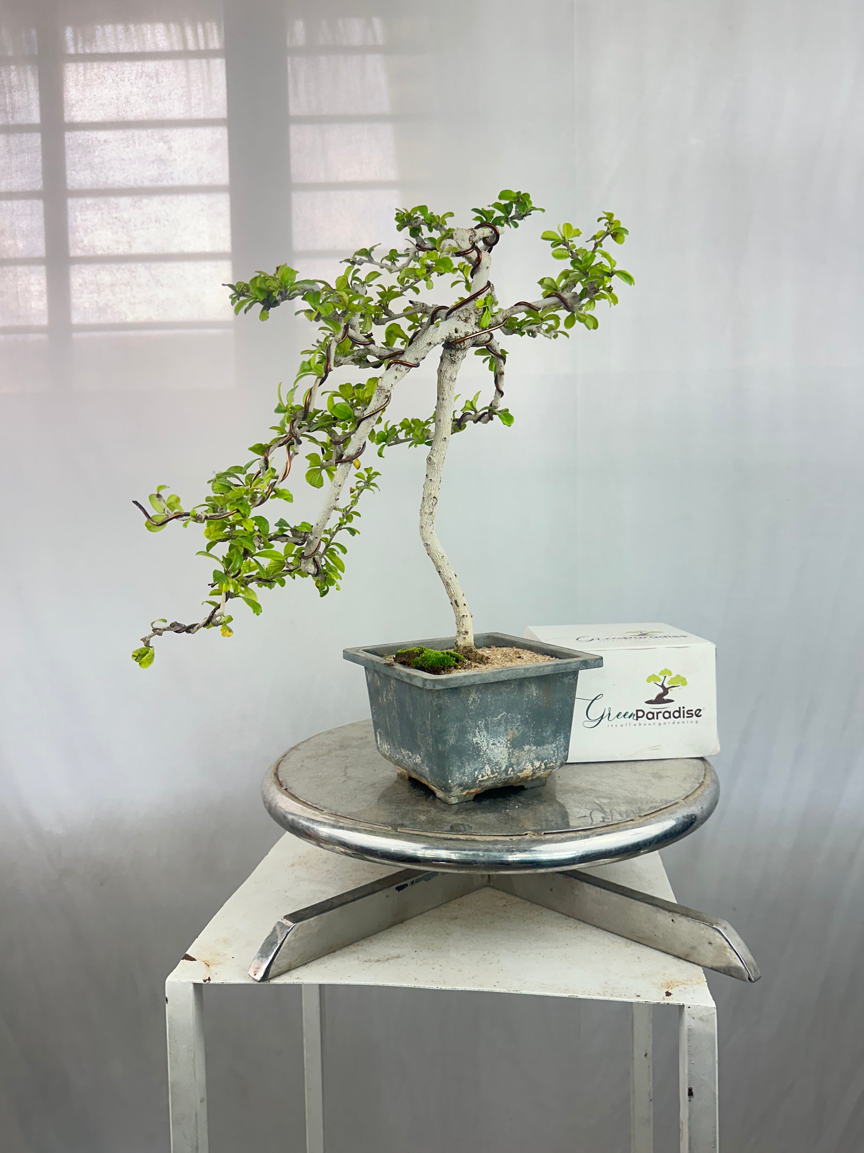 Carmona Bonsai Tree Fukein Tea Bonsai 002 (get the same tree shown in image)