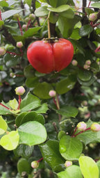 Malpighia Coccigera Bonsai Tree 014 (Get The Same Tree shown In Image)