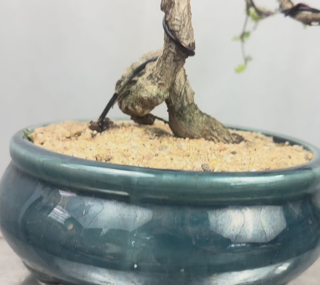 Green Paradise Operculicarya decaryi Bonsai tree mature tree