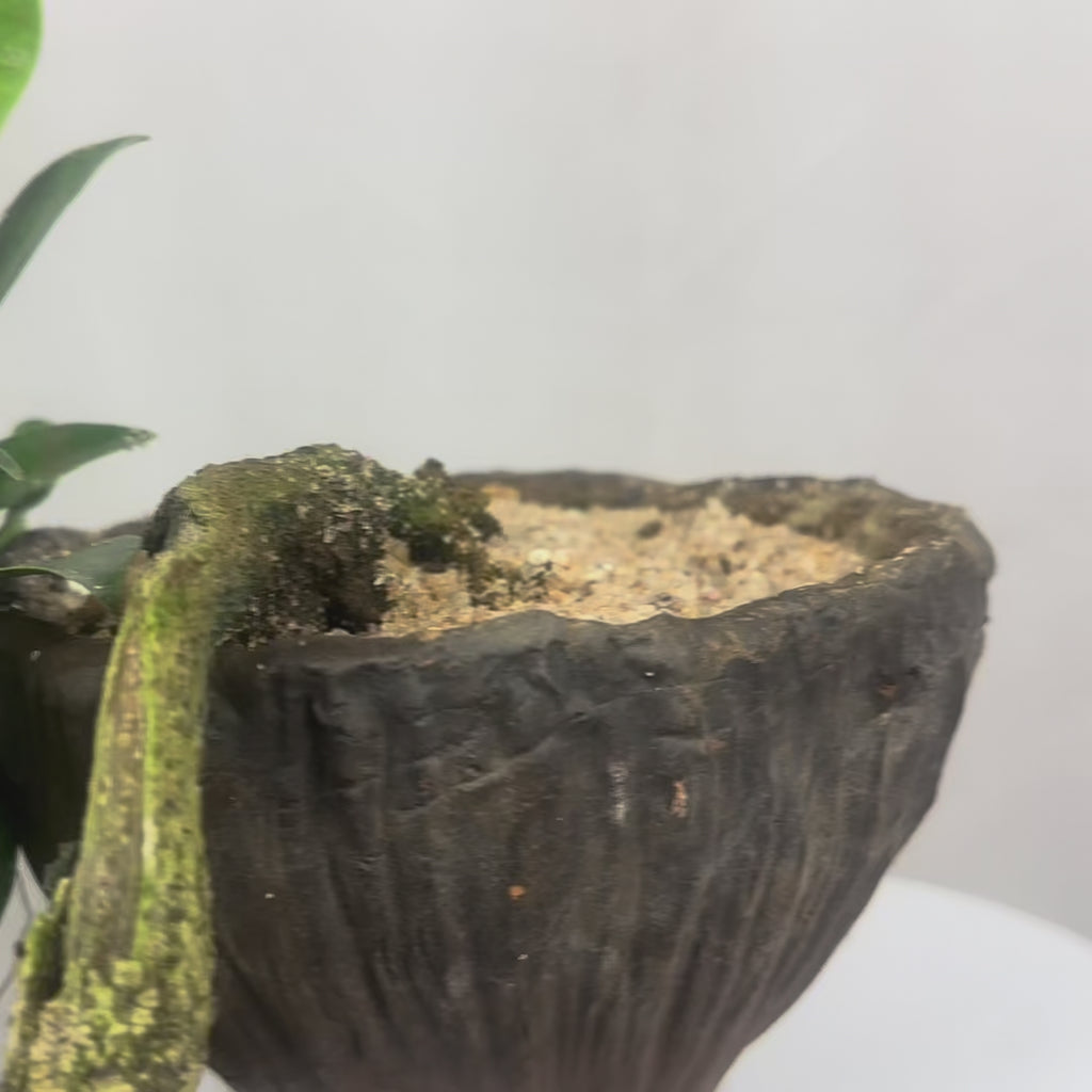 Green Paradise panda ficus Bonsai cascade style tree