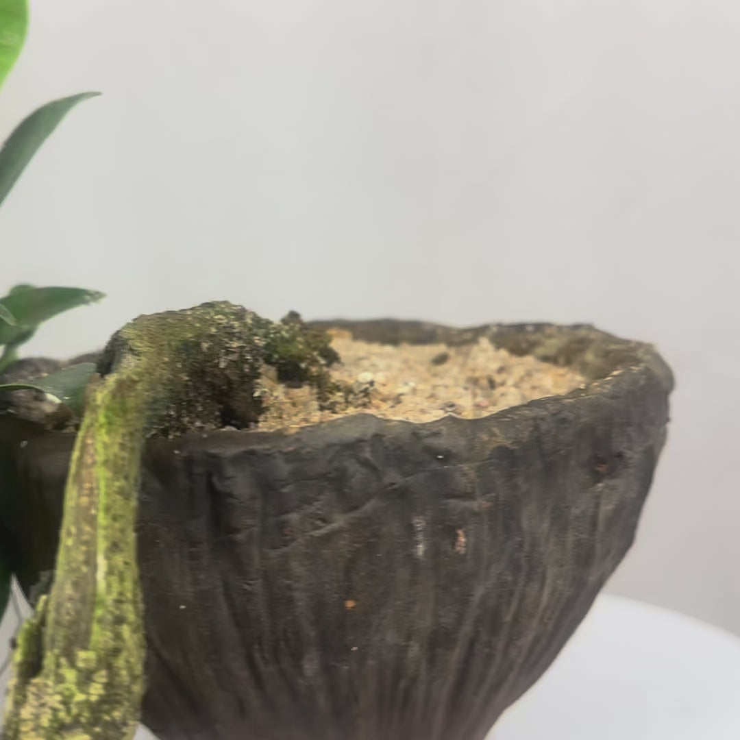 Green Paradise panda ficus Bonsai cascade style tree