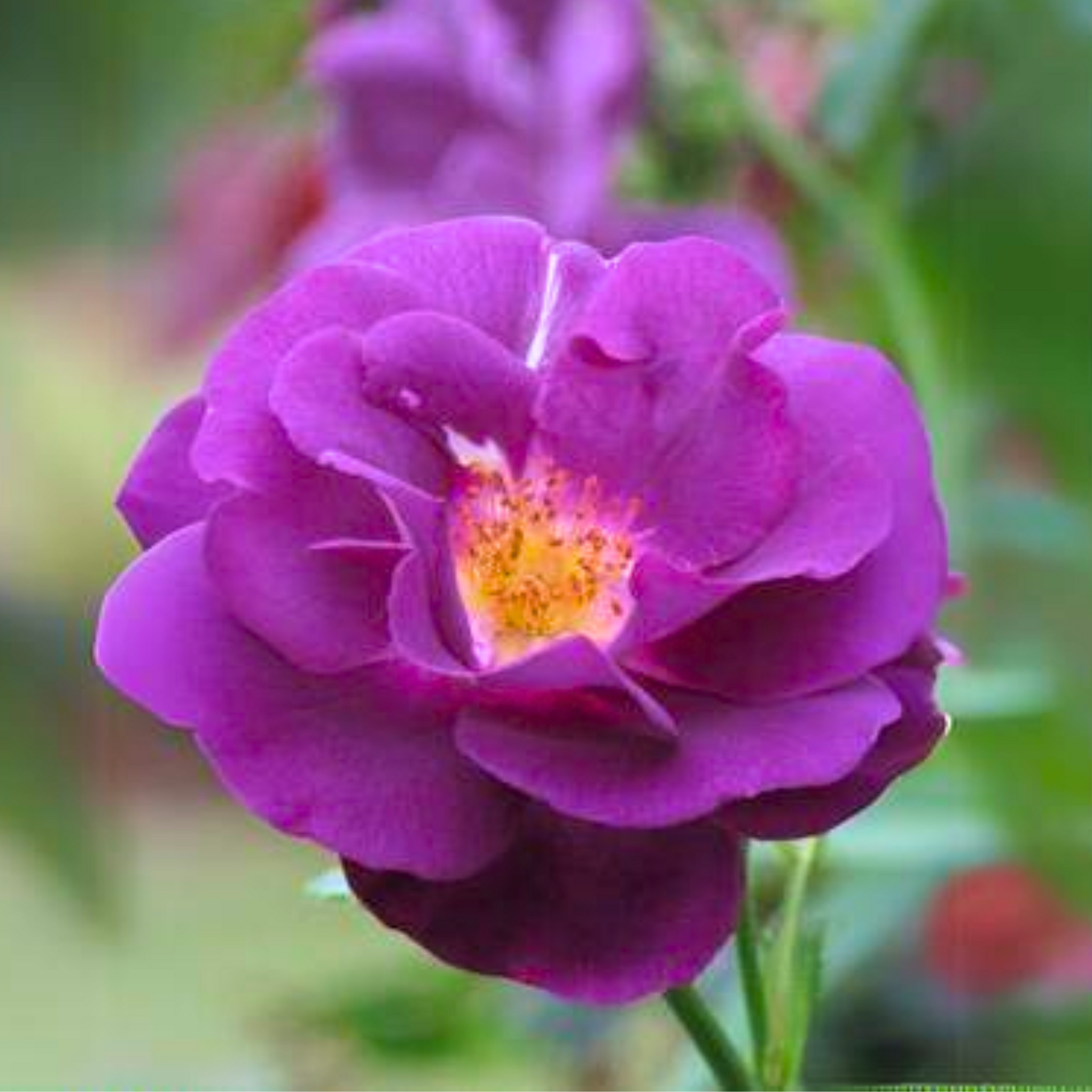 Purple Bunch Rose 'rhapsody in blue' Live Plant