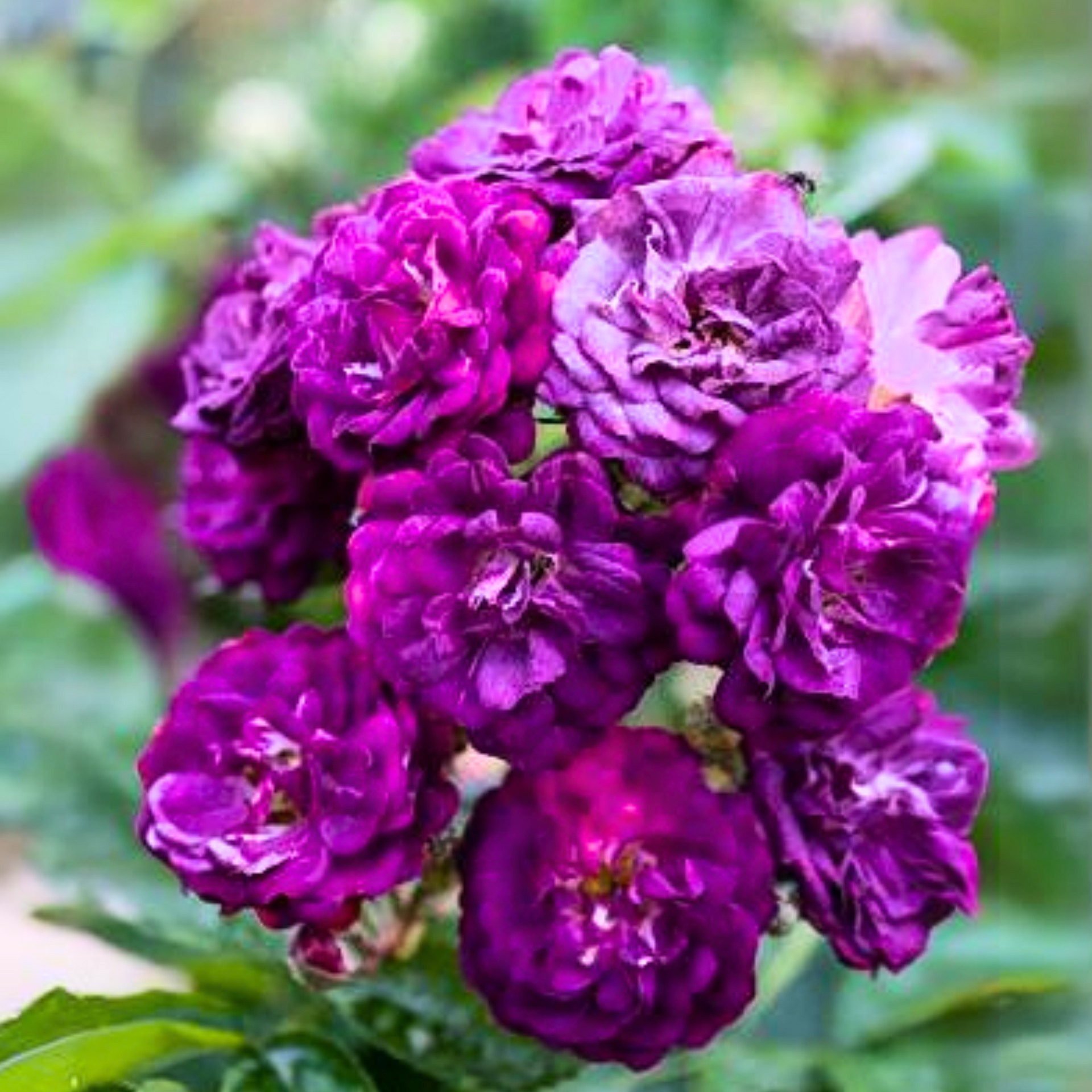 Purple Bunch Rose 'rhapsody in blue' Live Plant