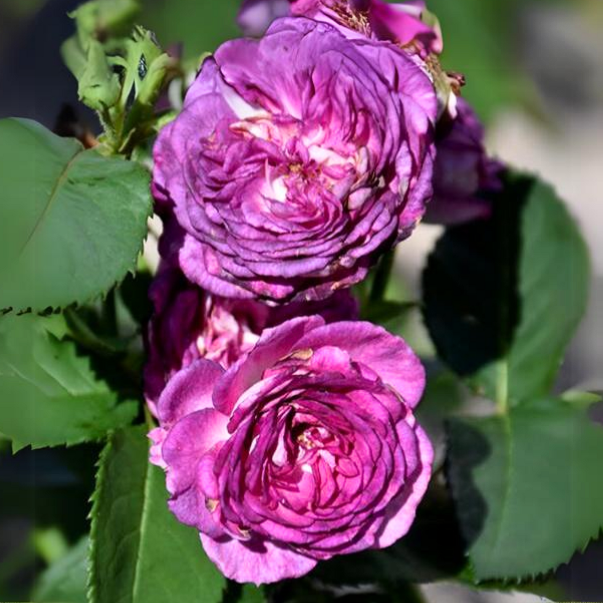 Purple Bunch Rose 'rhapsody in blue' Live Plant