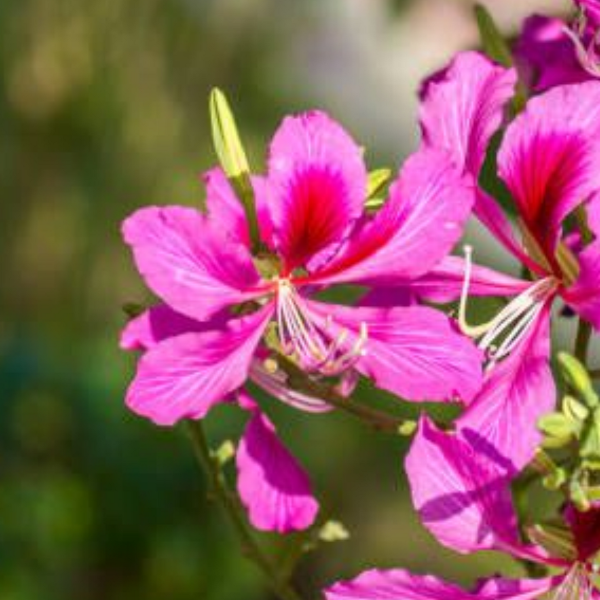 Green Paradise Bauhinia Blakeana Live Plant