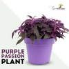 Purple Passion Live Plant