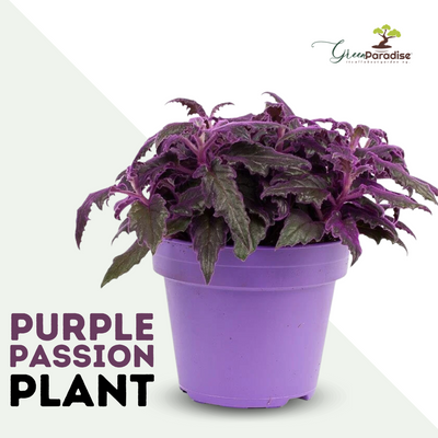 Purple Passion Live Plant