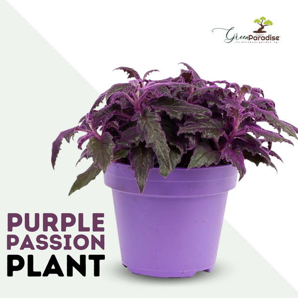 Purple Passion Live Plant