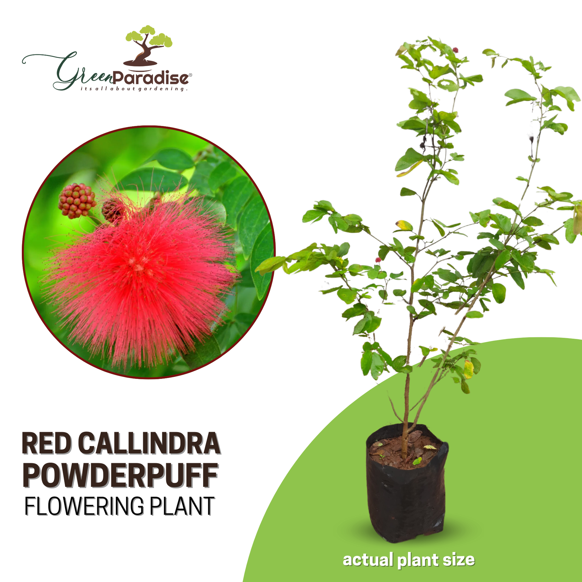 Beautiful Calliandra Red Powderpuff Live Plant