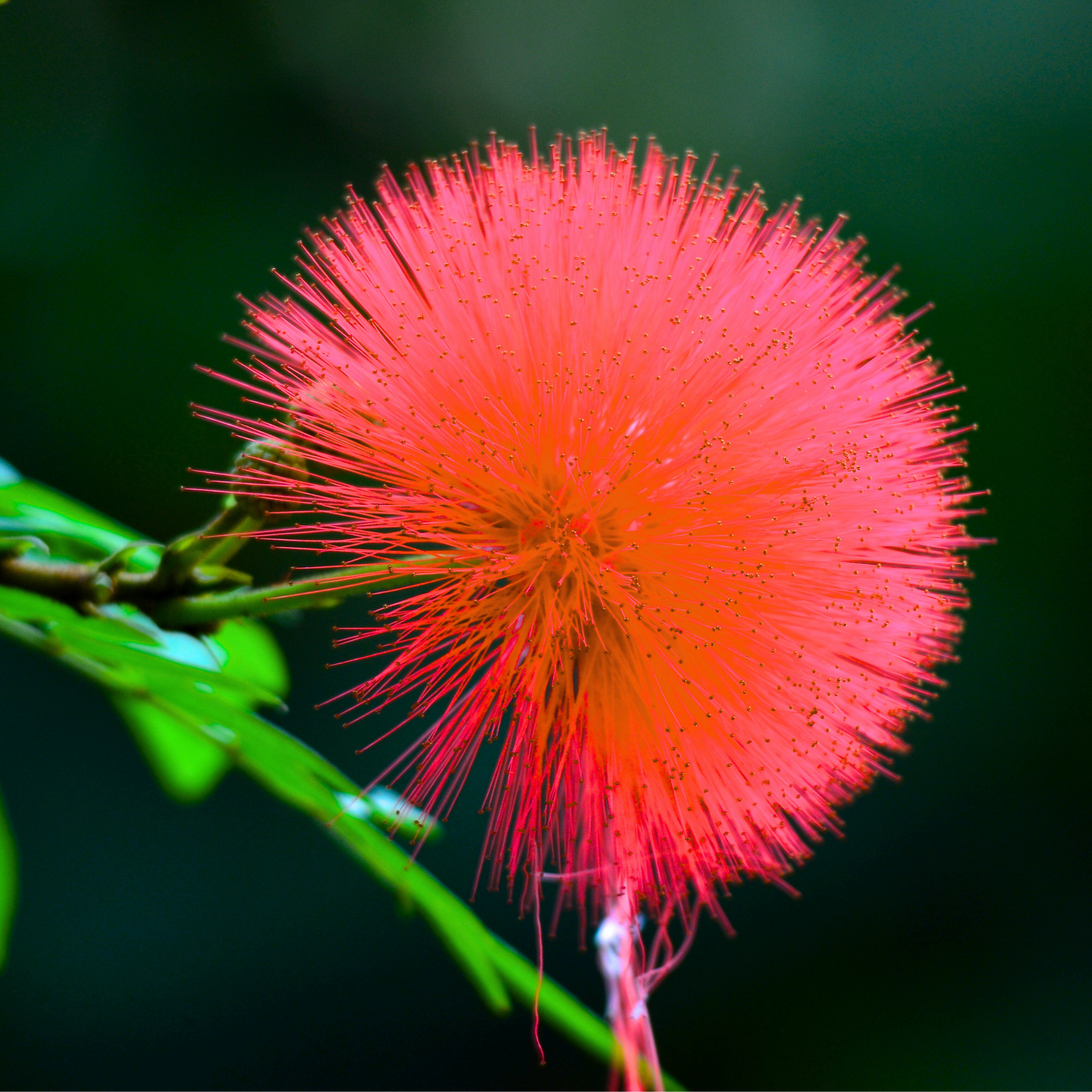 Beautiful Calliandra Red Powderpuff Live Plant