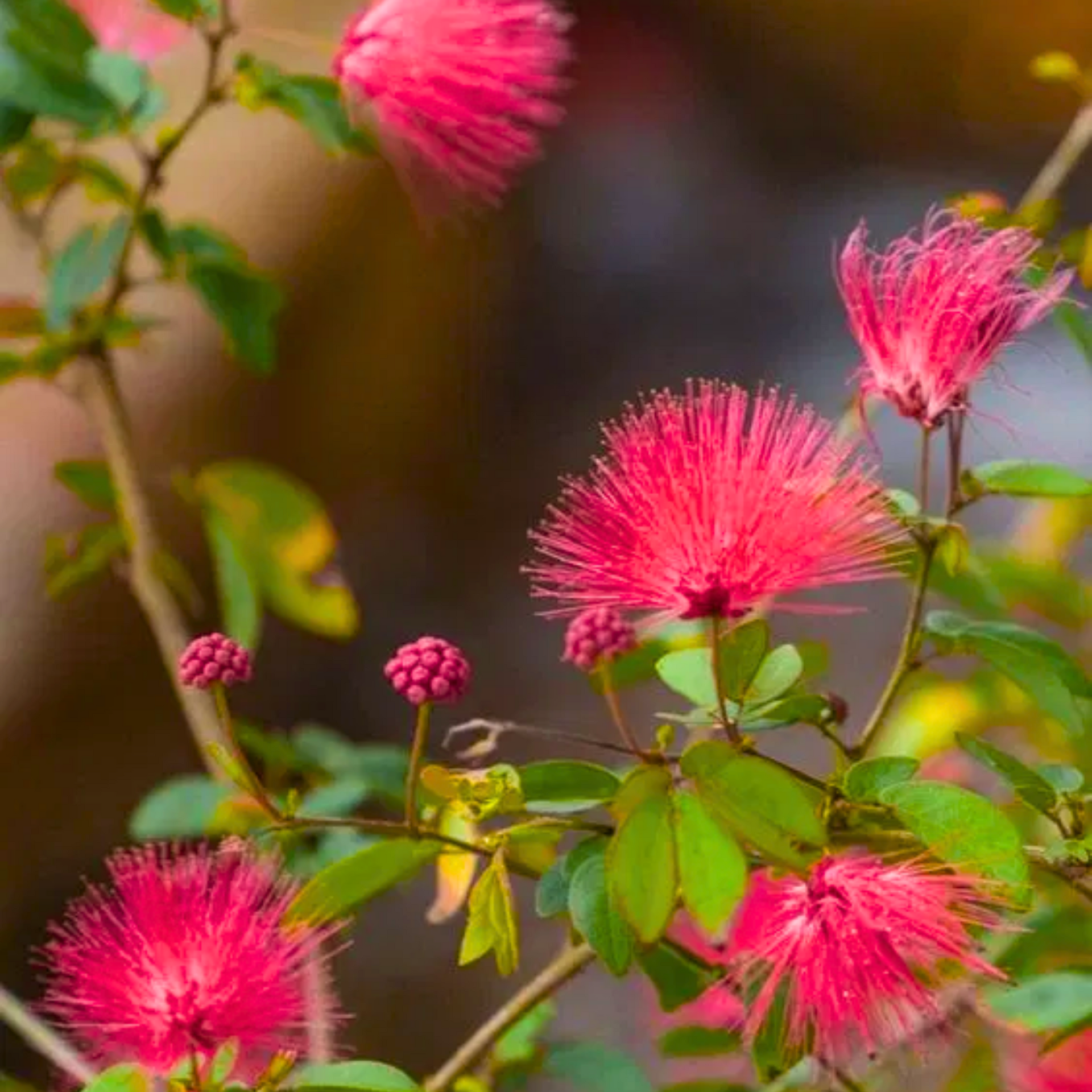 Beautiful Calliandra Red Powderpuff Live Plant