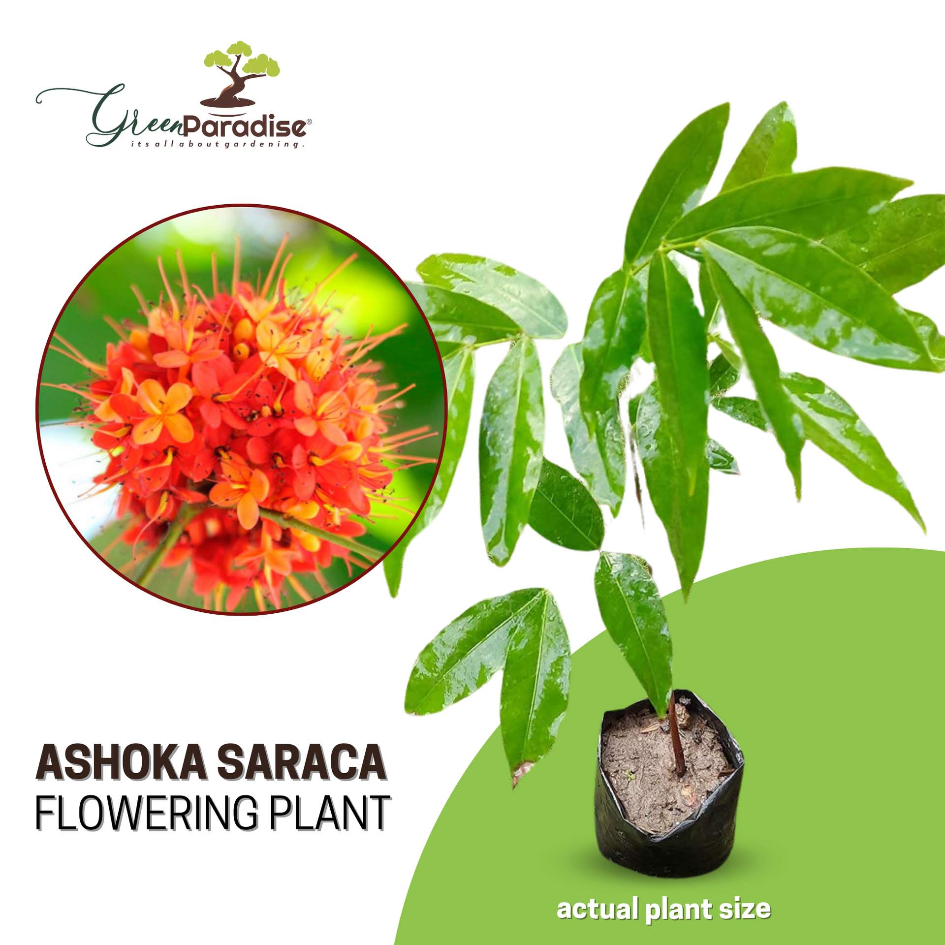 Ashoka Saraca plant