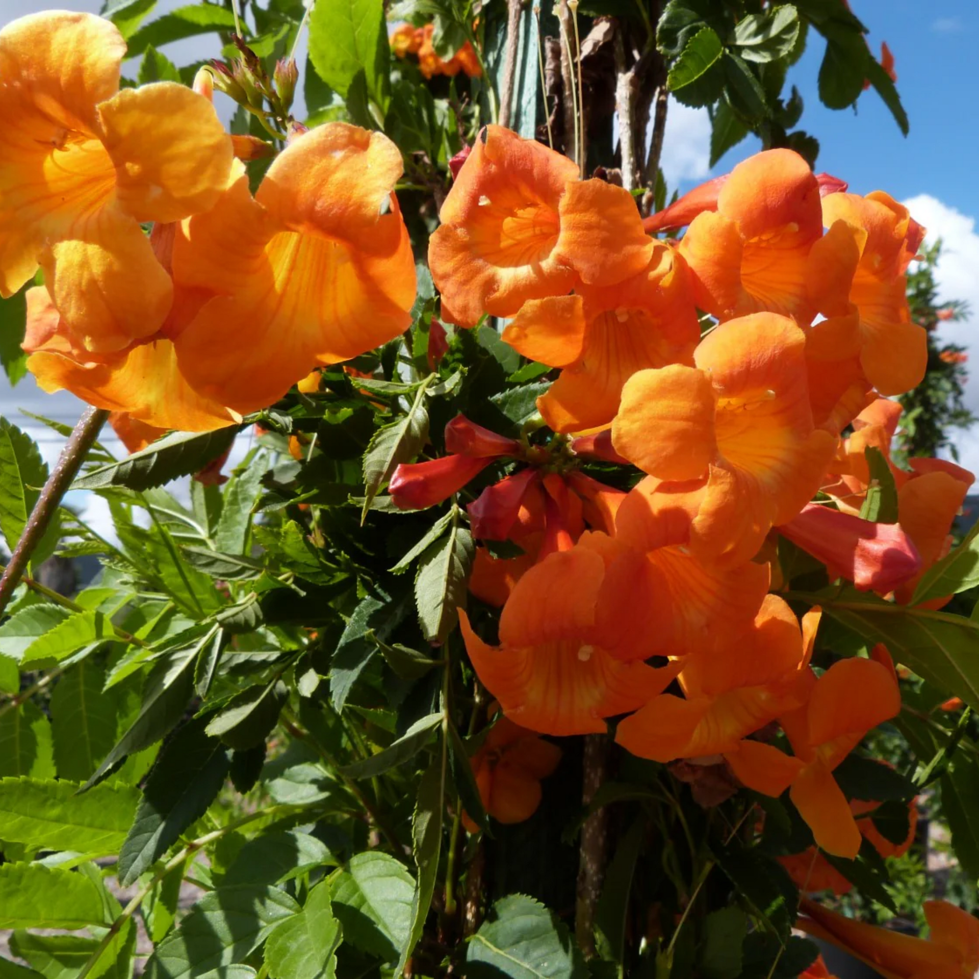 Campsis grandiflora Chinese Trumpet Creeper Orange Live Plant