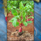 Green Paradise® Exotic Red Radish Seeds Pack