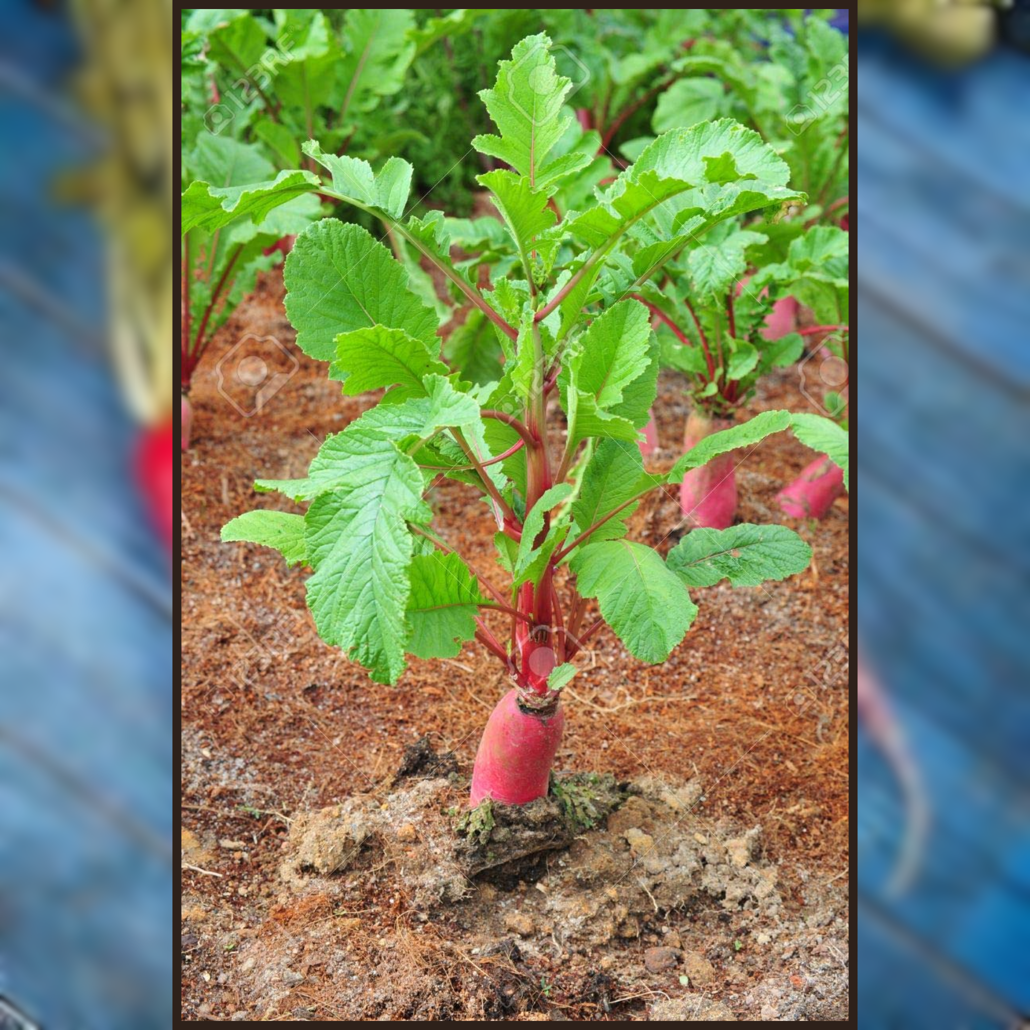Green Paradise® Exotic Red Radish Seeds Pack