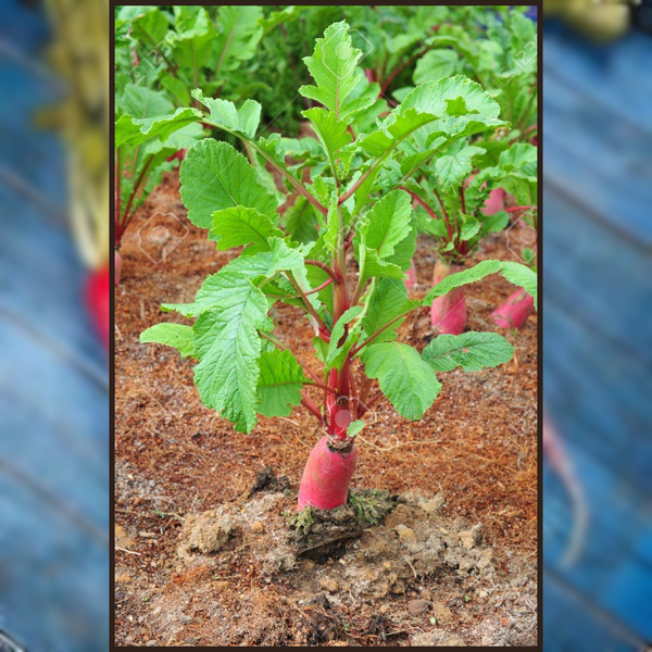 Green Paradise® Exotic Red Radish Seeds Pack