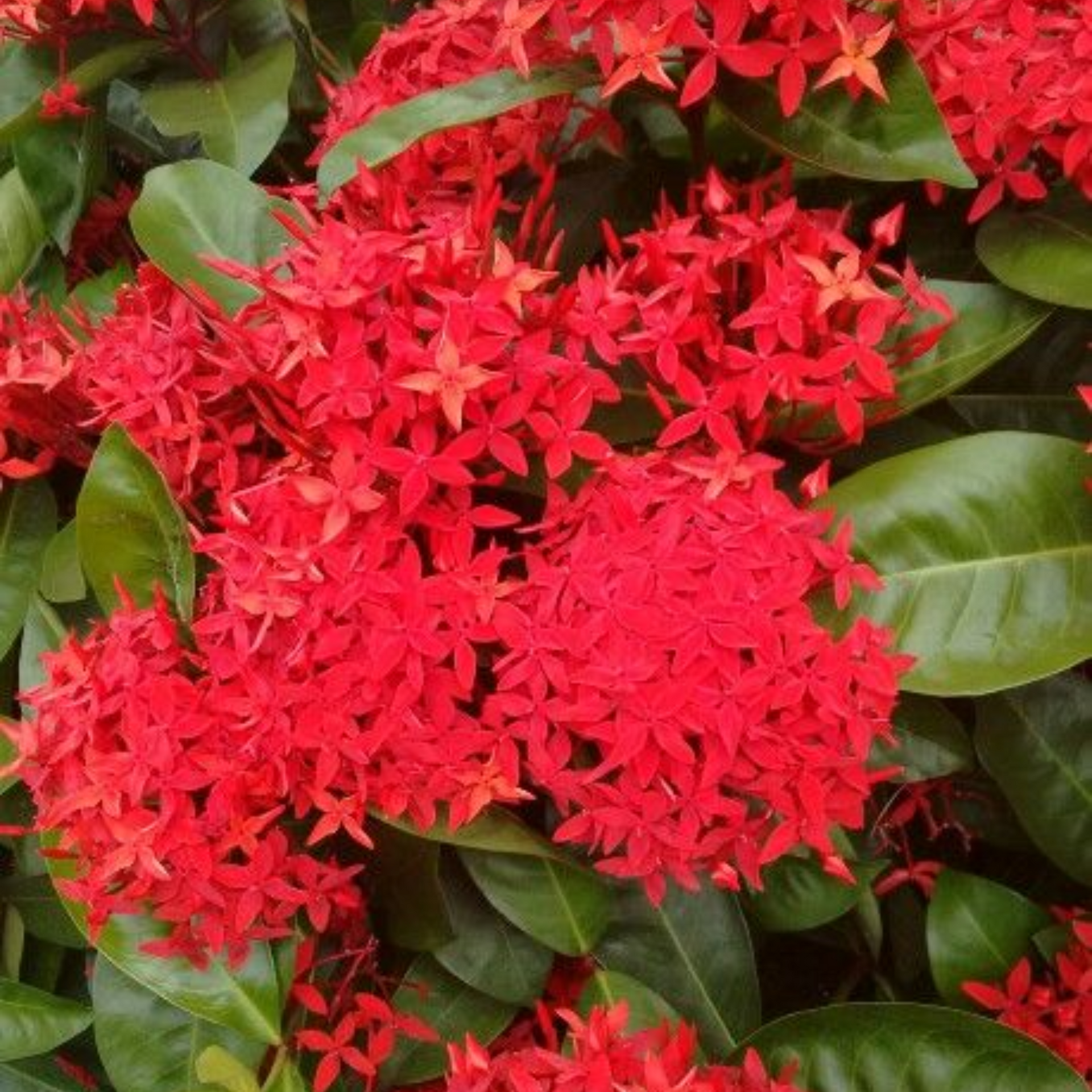 ixora red live plant