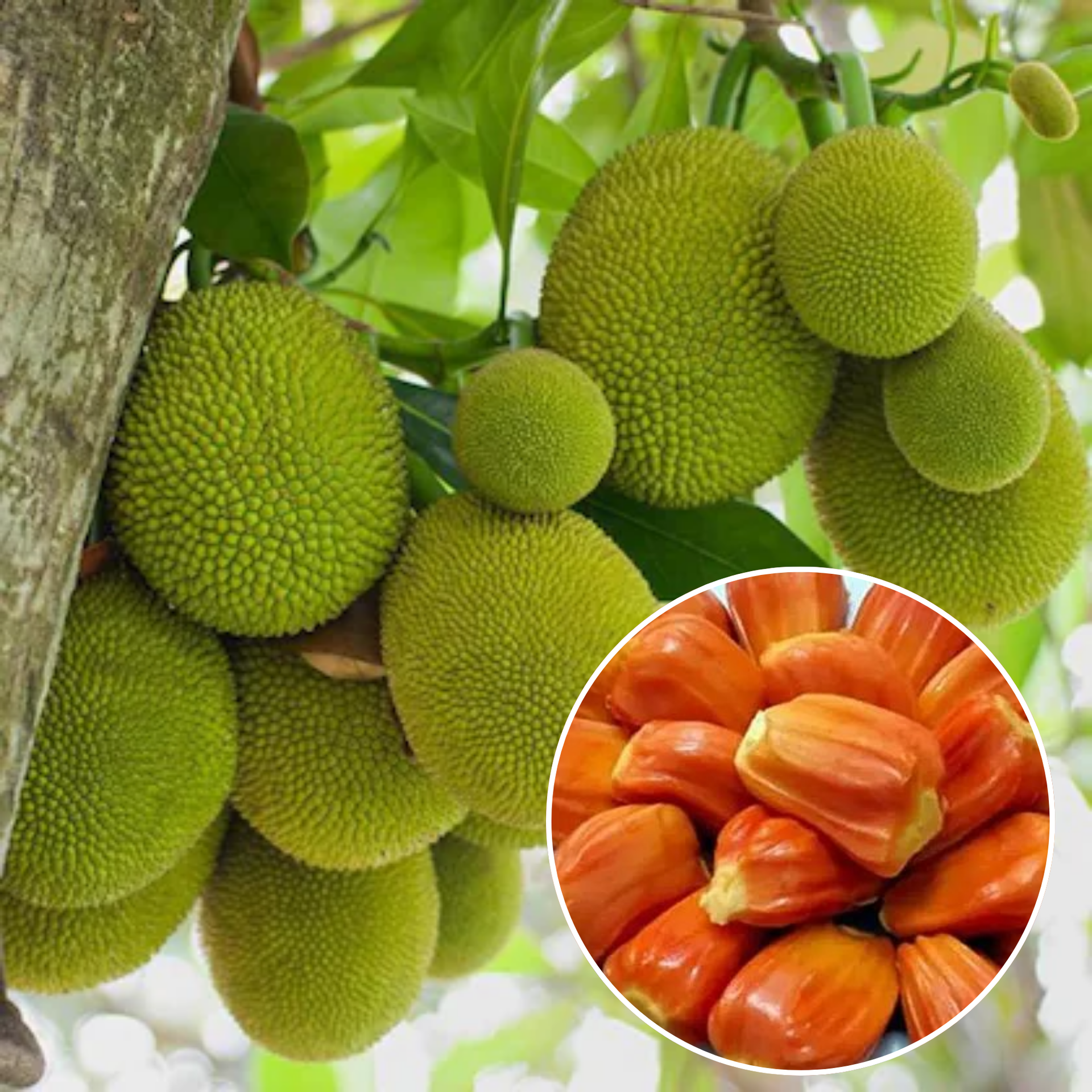 jackfruit tropical fruit trees live plants indoor/outdoor Exclusive Red JackFruit Live Plant – GreenParadiseLive