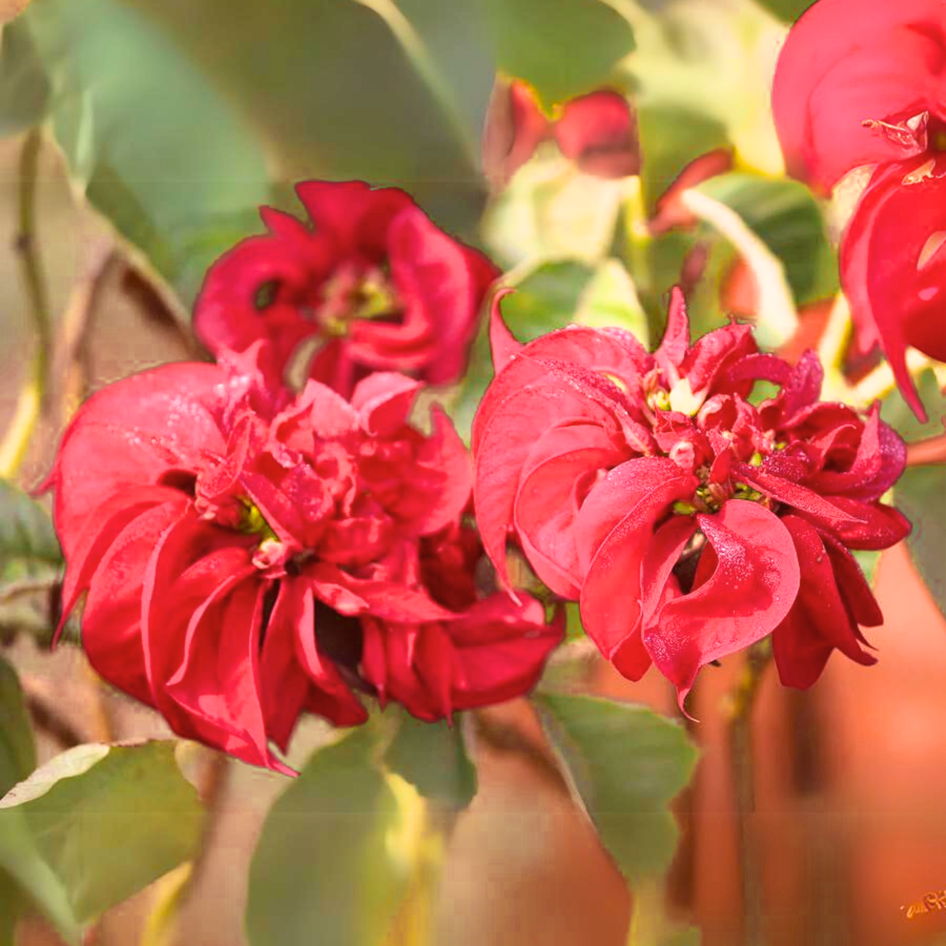 Poinsettia Fireball Red Live Plant With Pot